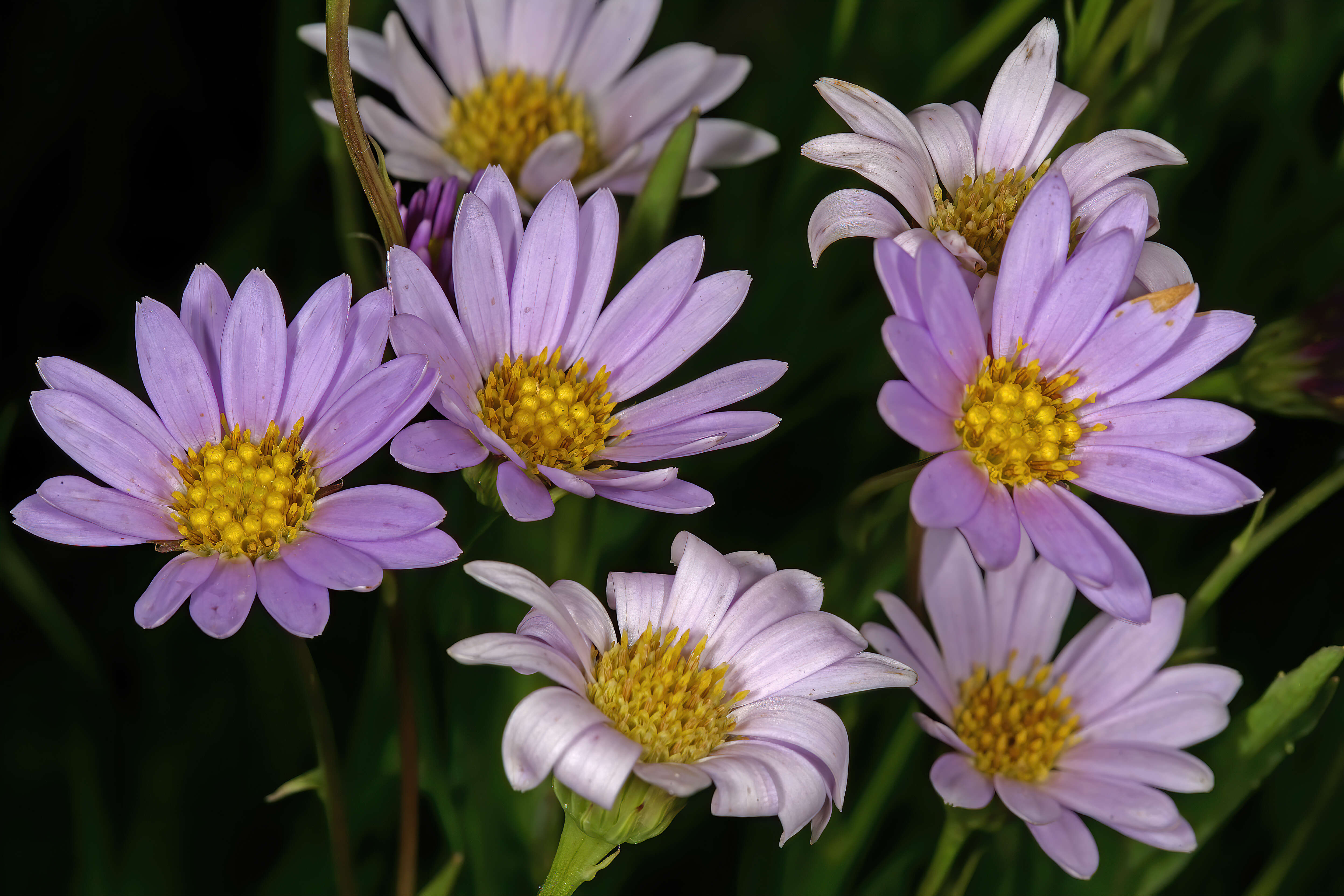 Image of Afroaster