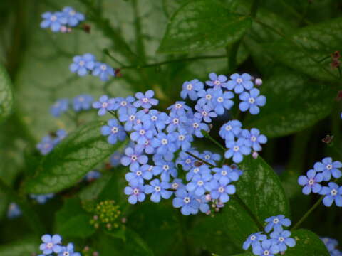 Plancia ëd Brunnera