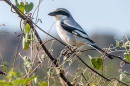 Image of Great Grey Shrike