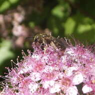 Image of Halictus confusus Smith 1853