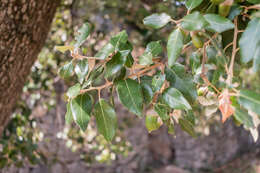 Image of Holm Oak