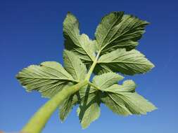 Image of Norwegian angelica