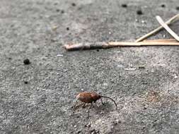 Image of Acorn weevil