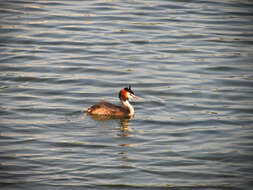 Image of Podiceps Latham 1787