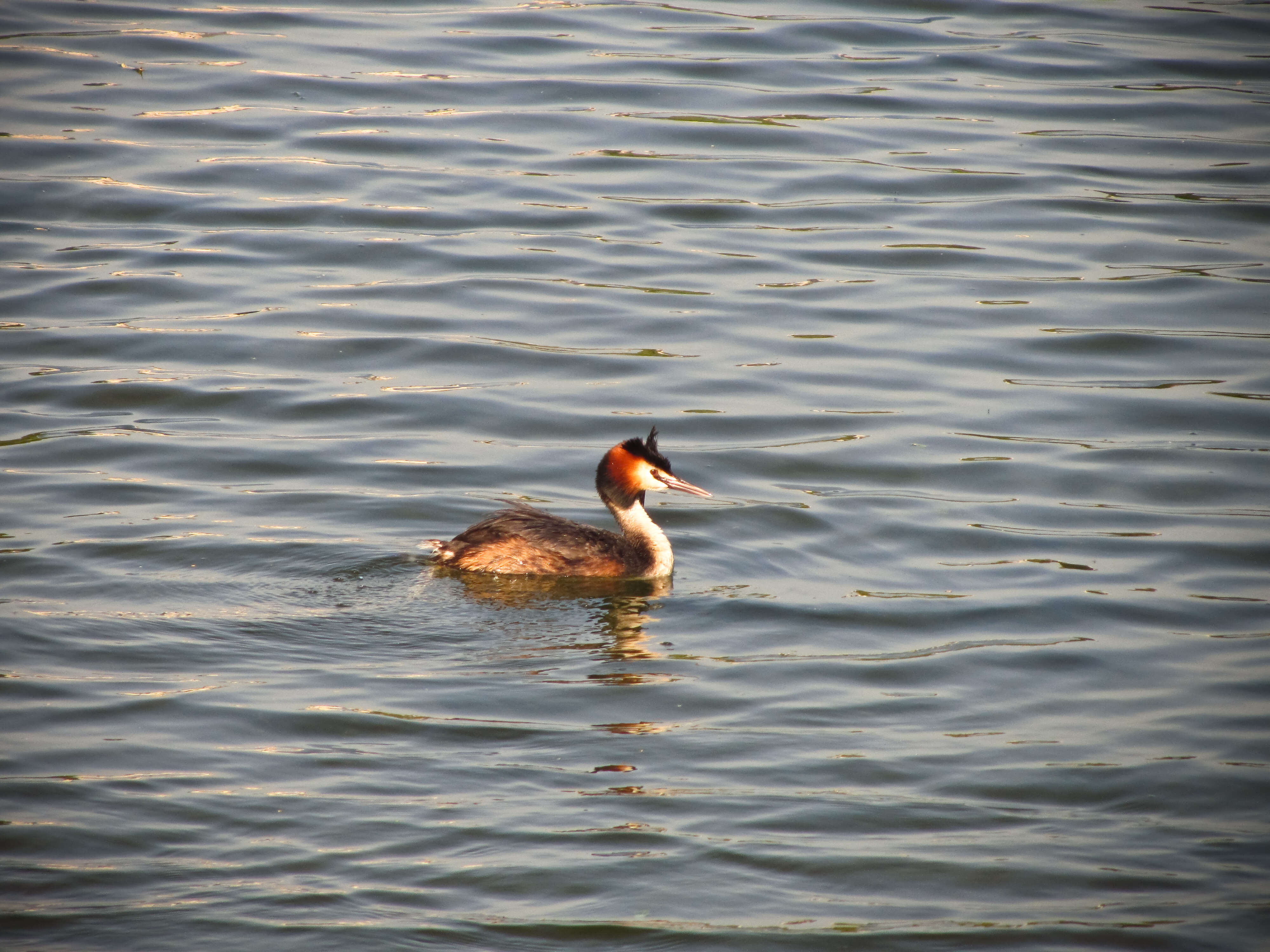 Image of Podiceps Latham 1787