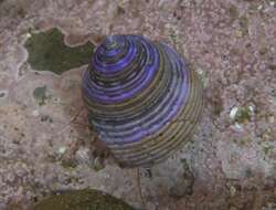 Image of Blue Top Snail