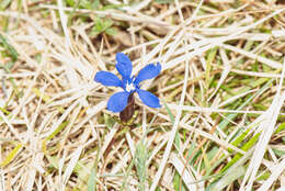 Plancia ëd Gentiana verna L.