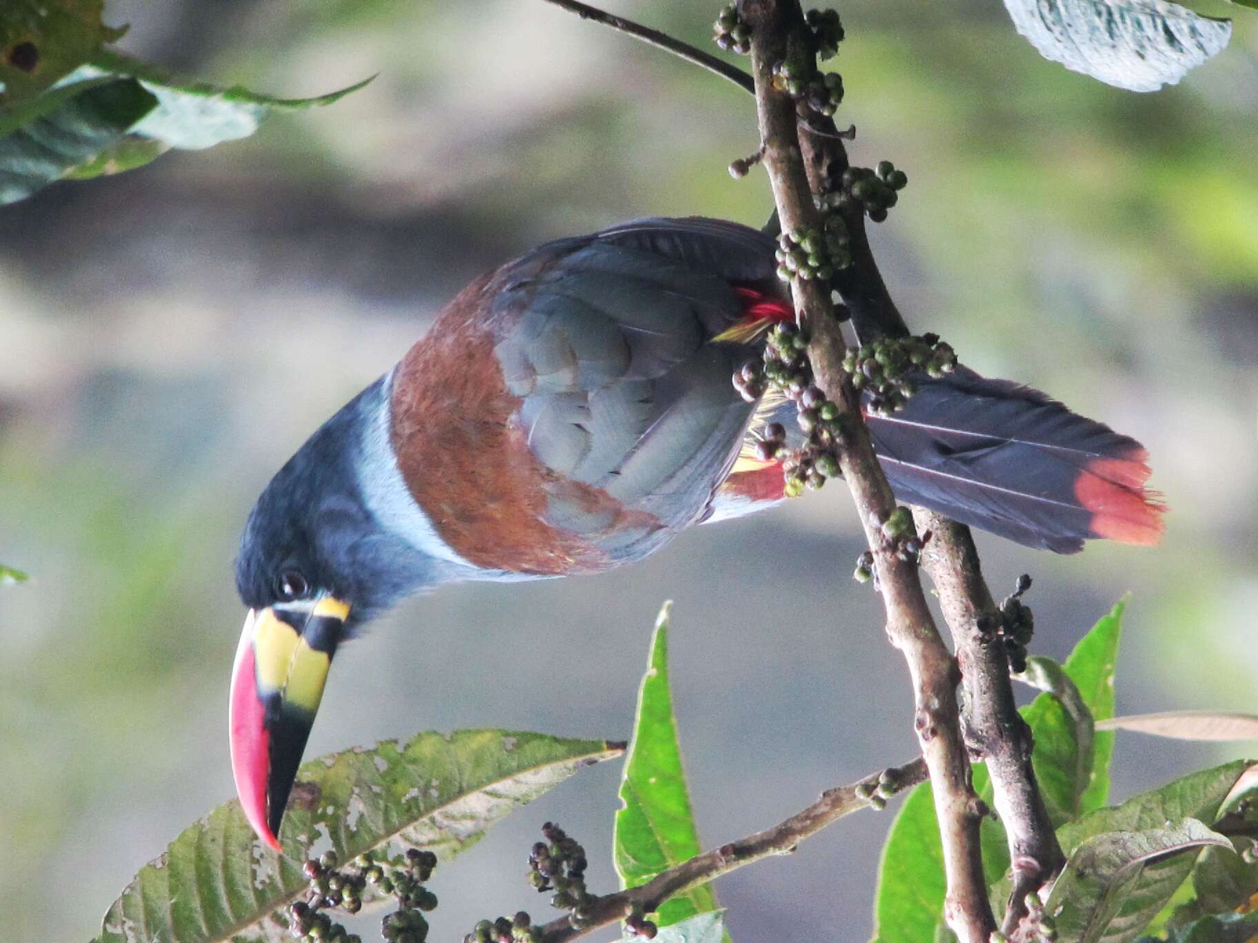 Image de Toucan bleu