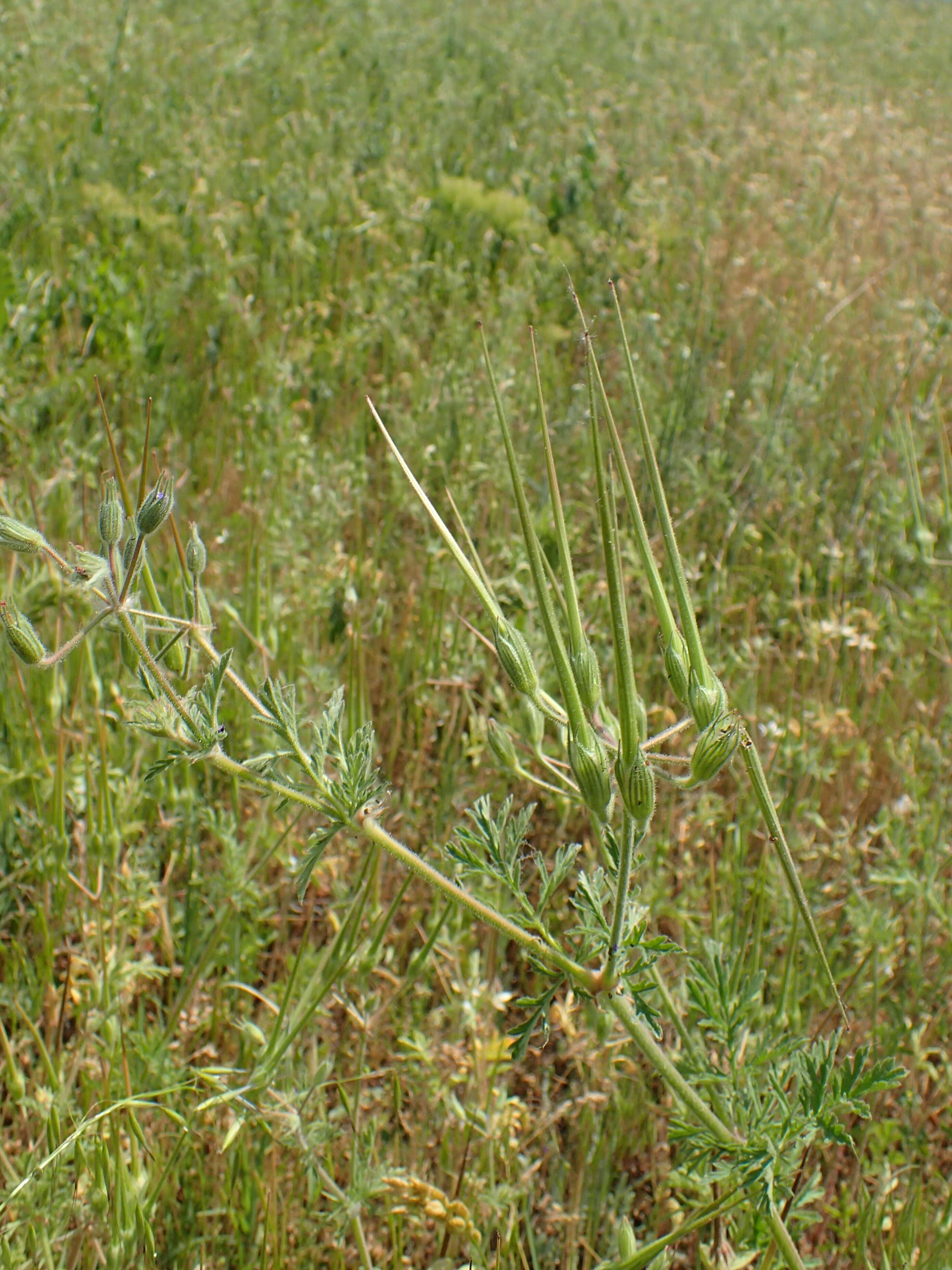 Image de Erodium ciconium (L.) L'Her.