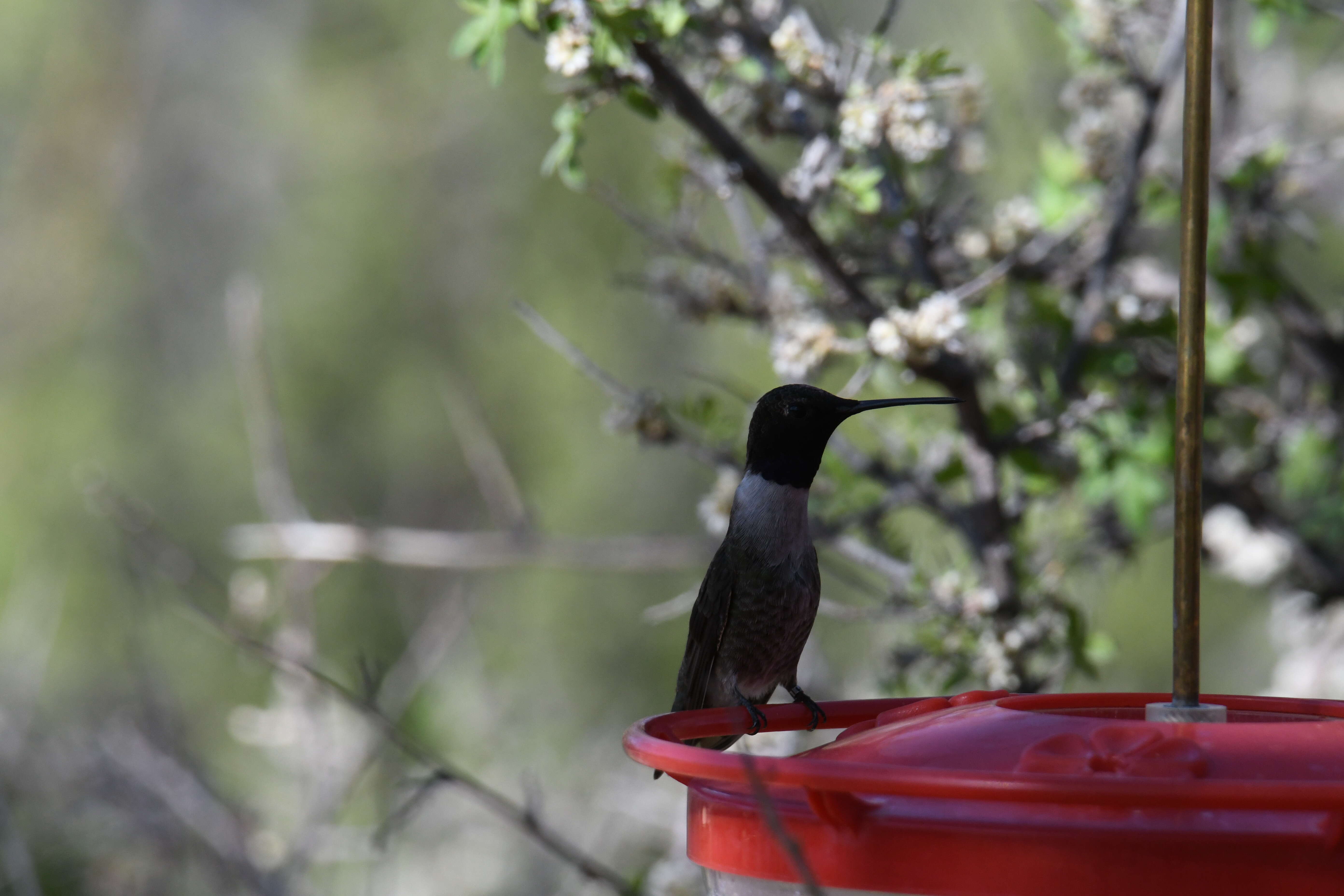 Image of Black-chinned Hummingbird