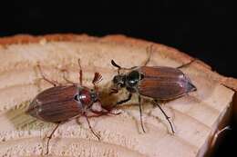 Image of chestnut cockchafer