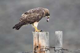 Image of Red-tailed Hawk