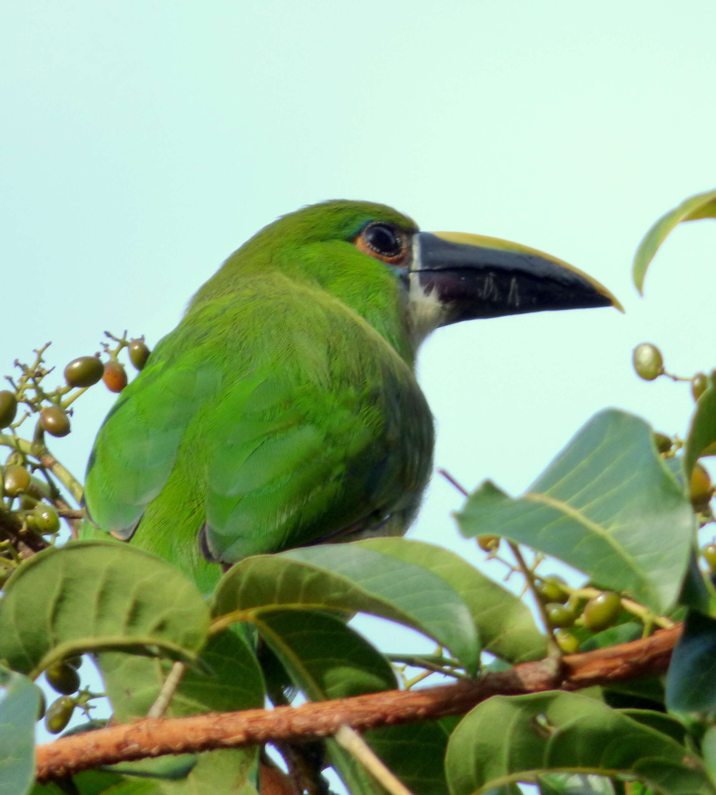 Image of Greyish-throated Toucanet