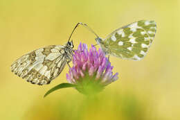 Image of marbled white