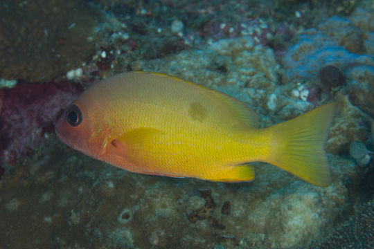 Image of Button snapper