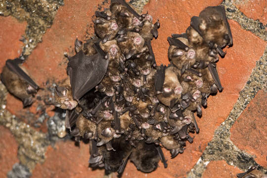 Image of Formosan Lesser Horseshoe Bat