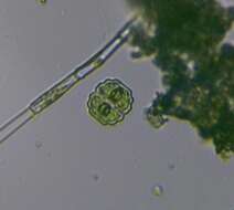 Image of cosmarian algae