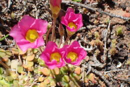 Image of Oxalis inaequalis Weintroub