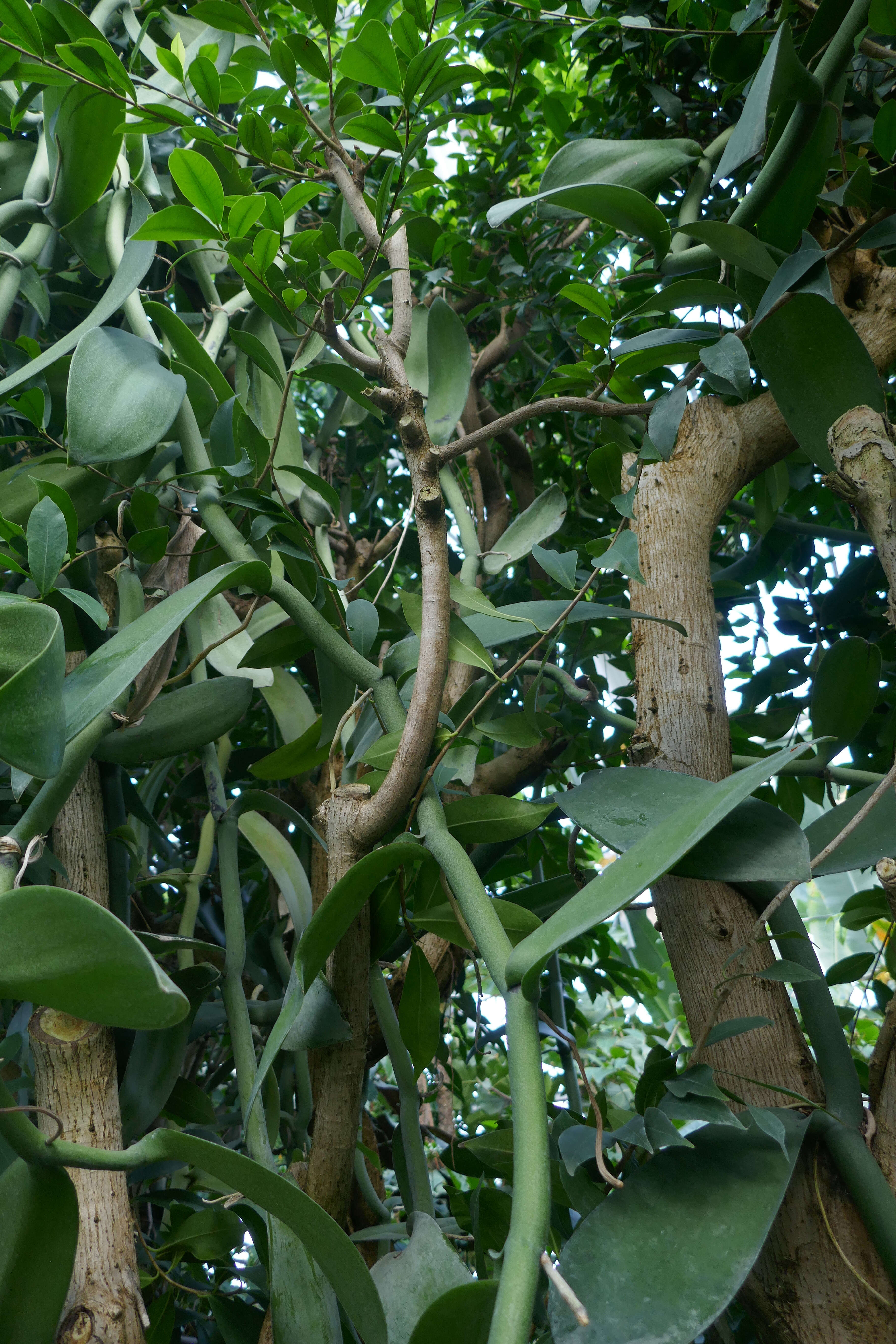 Image of Vanilla imperialis Kraenzl.