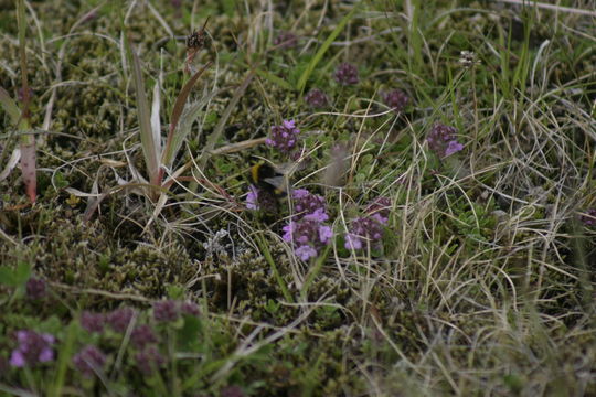 18.https www inaturalist org photos 936017.580x360
