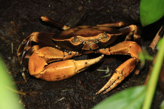 Image de Gecarcinus ruricola (Linnaeus 1758)