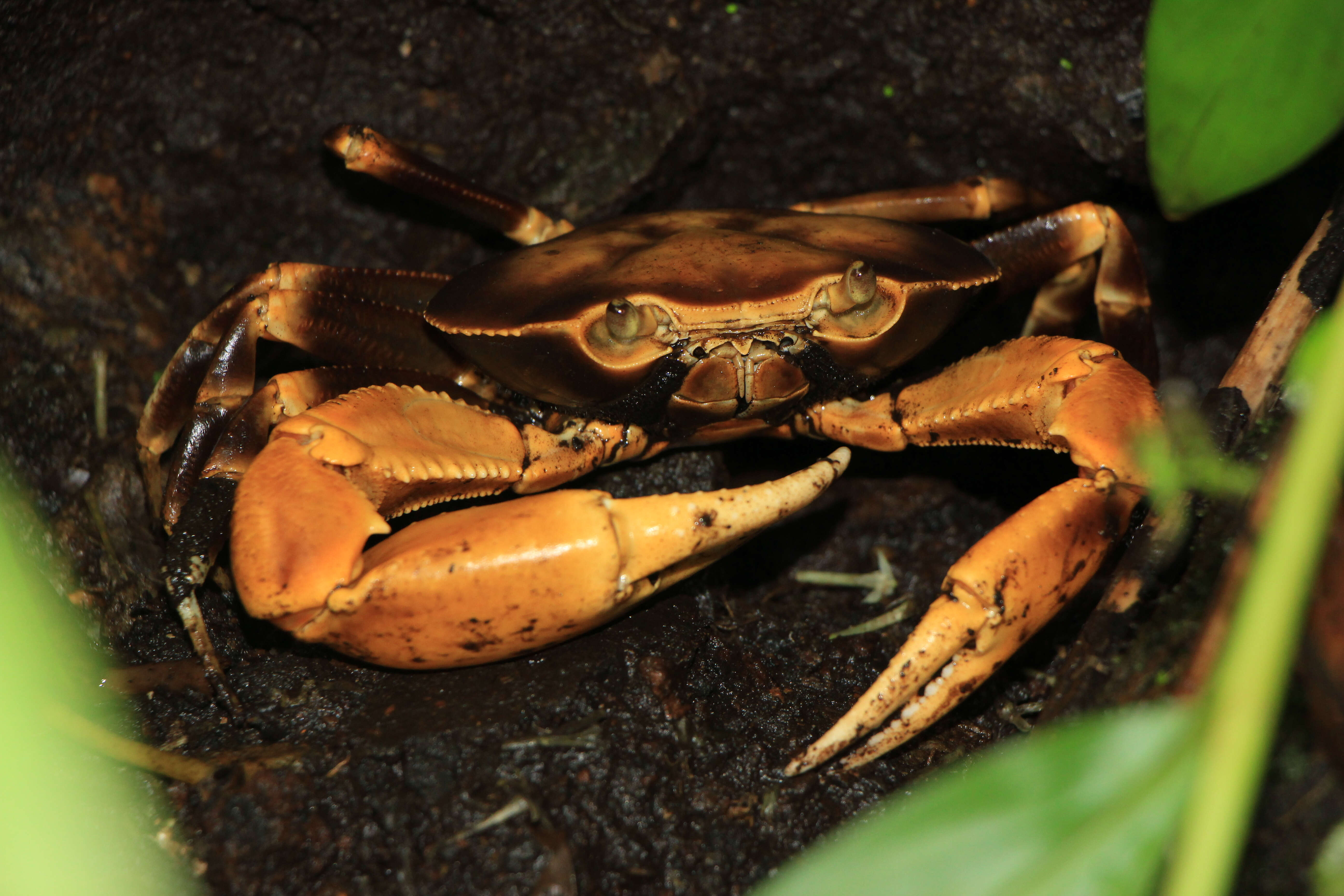 Imagem de Gecarcinus ruricola (Linnaeus 1758)