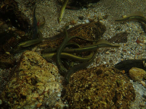 Image of European brook lamprey