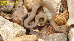 Image of Japanese Keelback