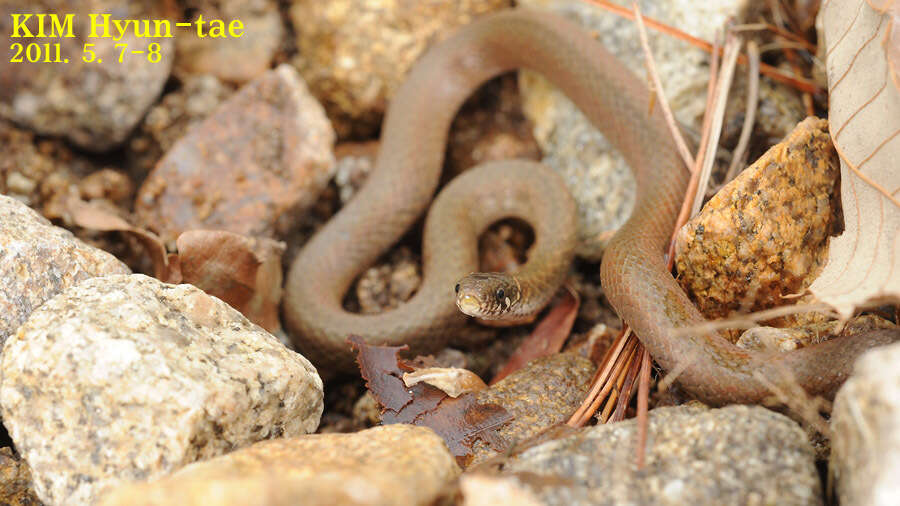 Image of Japanese Keelback