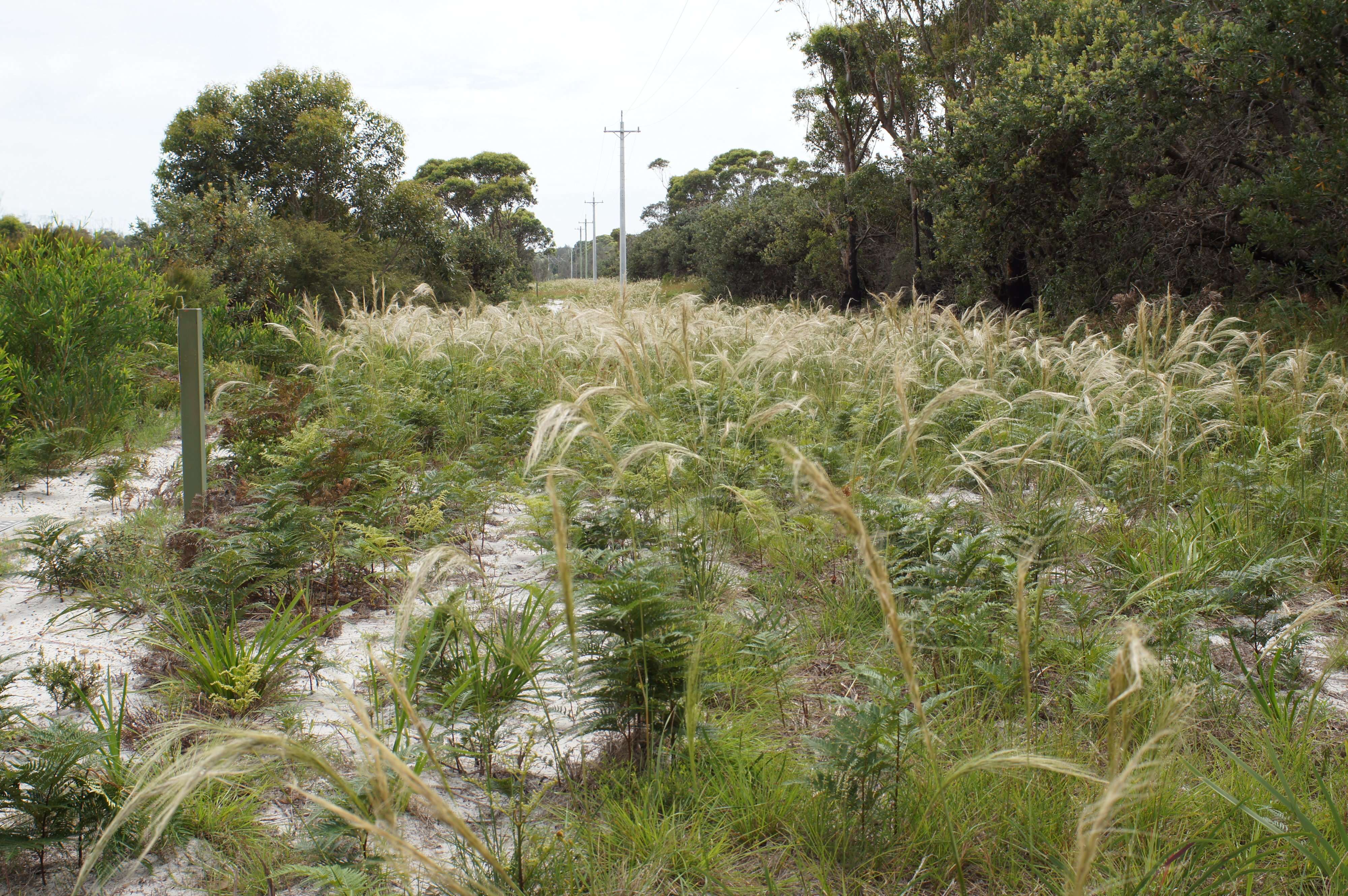 Image of Austrostipa mollis (R. Br.) S. W. L. Jacobs & J. Everett