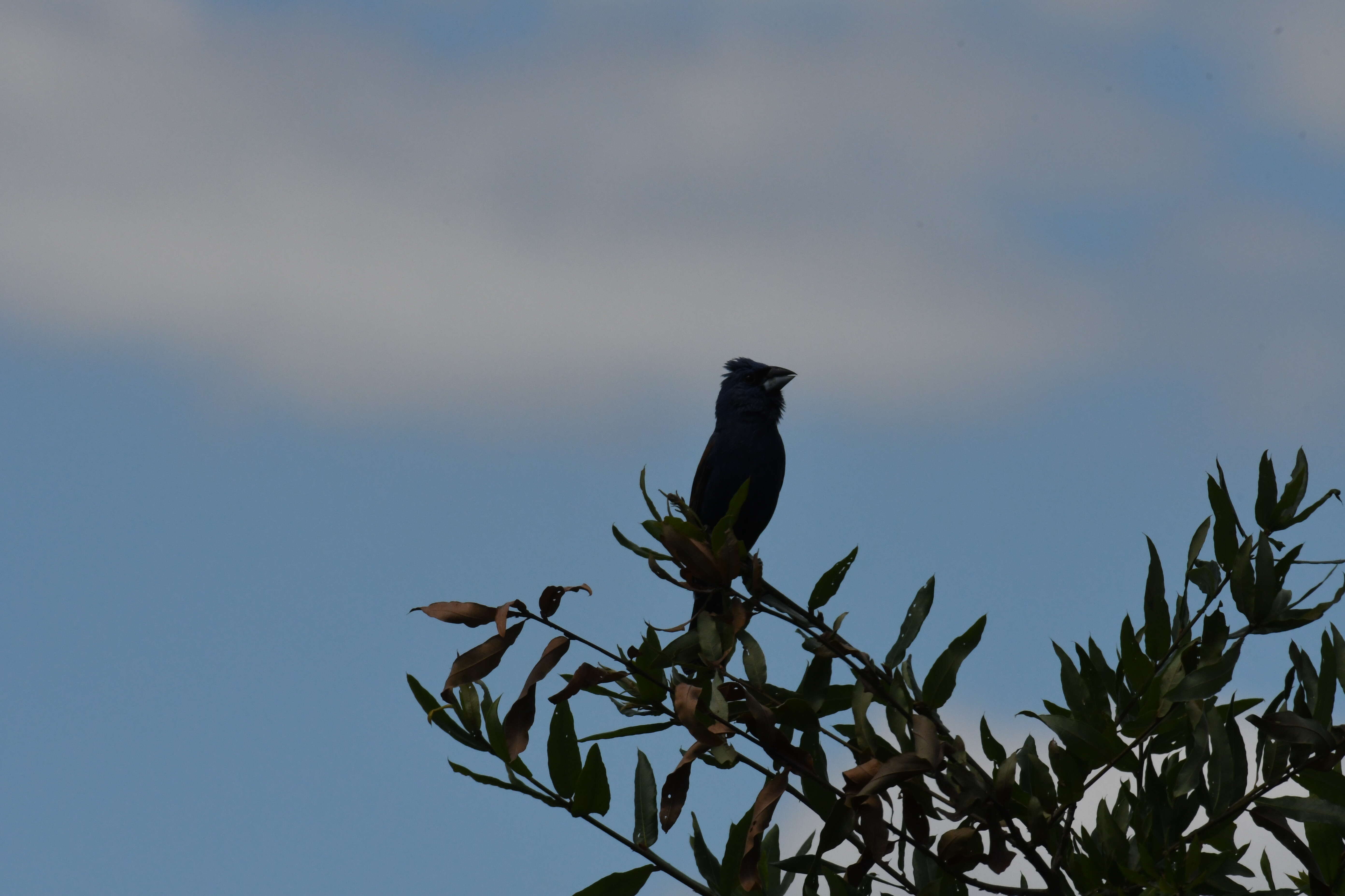 Image of Blue Grosbeak