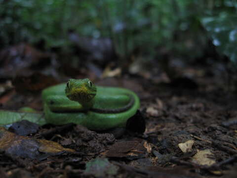 Image of Green Bush Viper