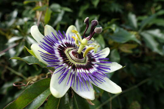 Image de Passiflora caerulea L.