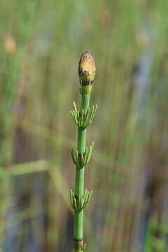 Image of Water Horsetail