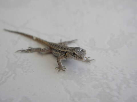 Image of Cozumel Spiny Lizard