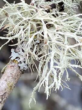 Image of farinose cartilage lichen