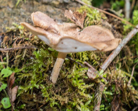 Image of Lentinus brumalis (Pers.) Zmitr. 2010