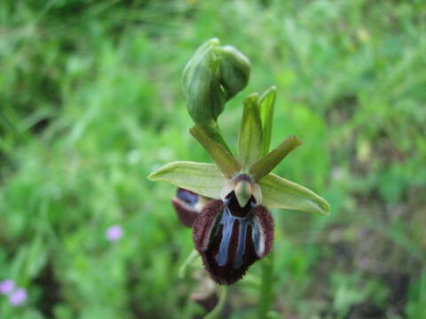 Image of Ophrys sphegodes subsp. atrata (Rchb. fil.) A. Bolòs