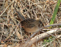 Image of Sedge Wren