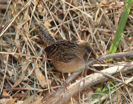 Image of Sedge Wren