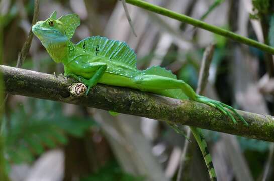 Image of Green Basilisk