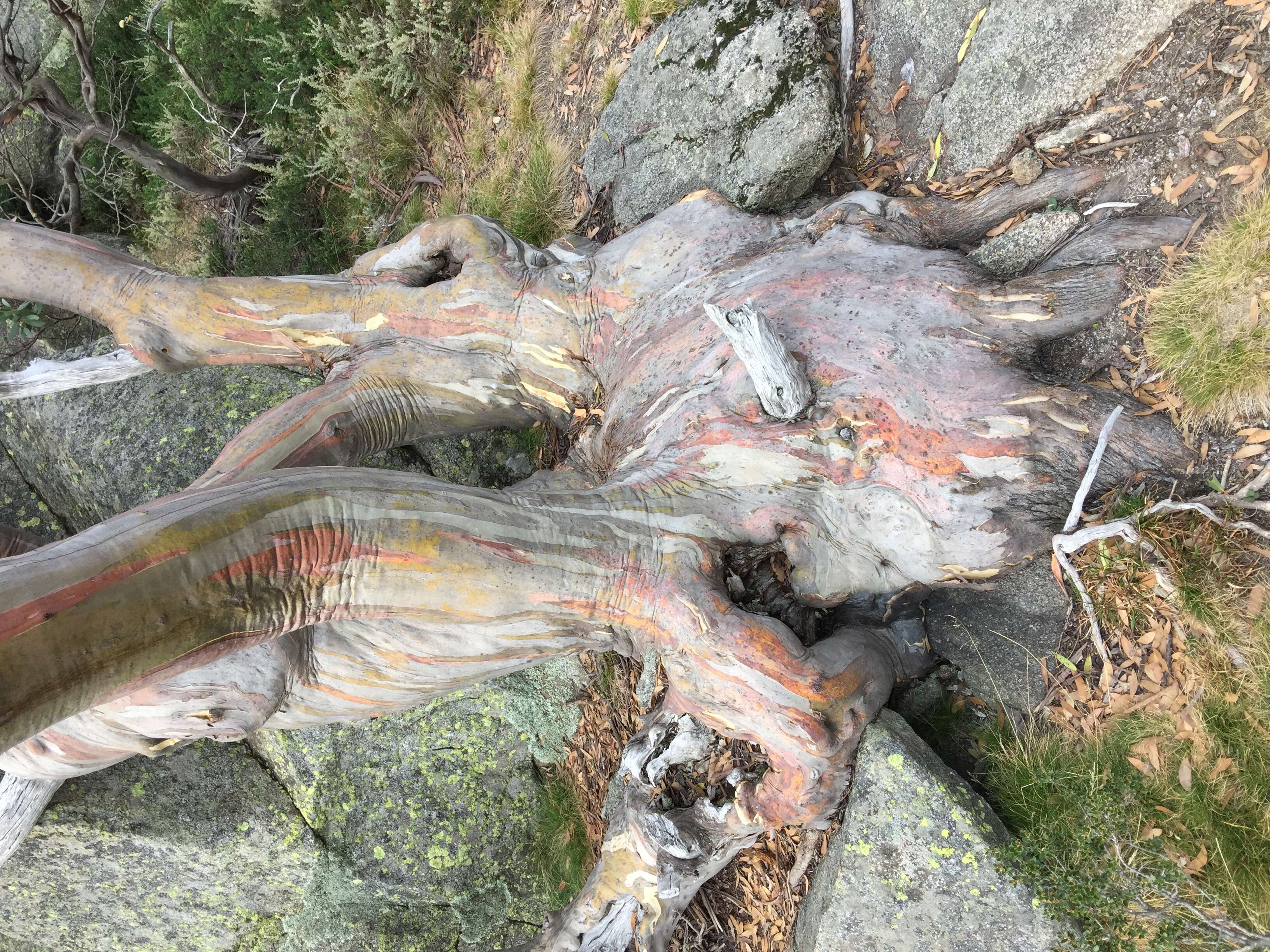 Image of snow gum