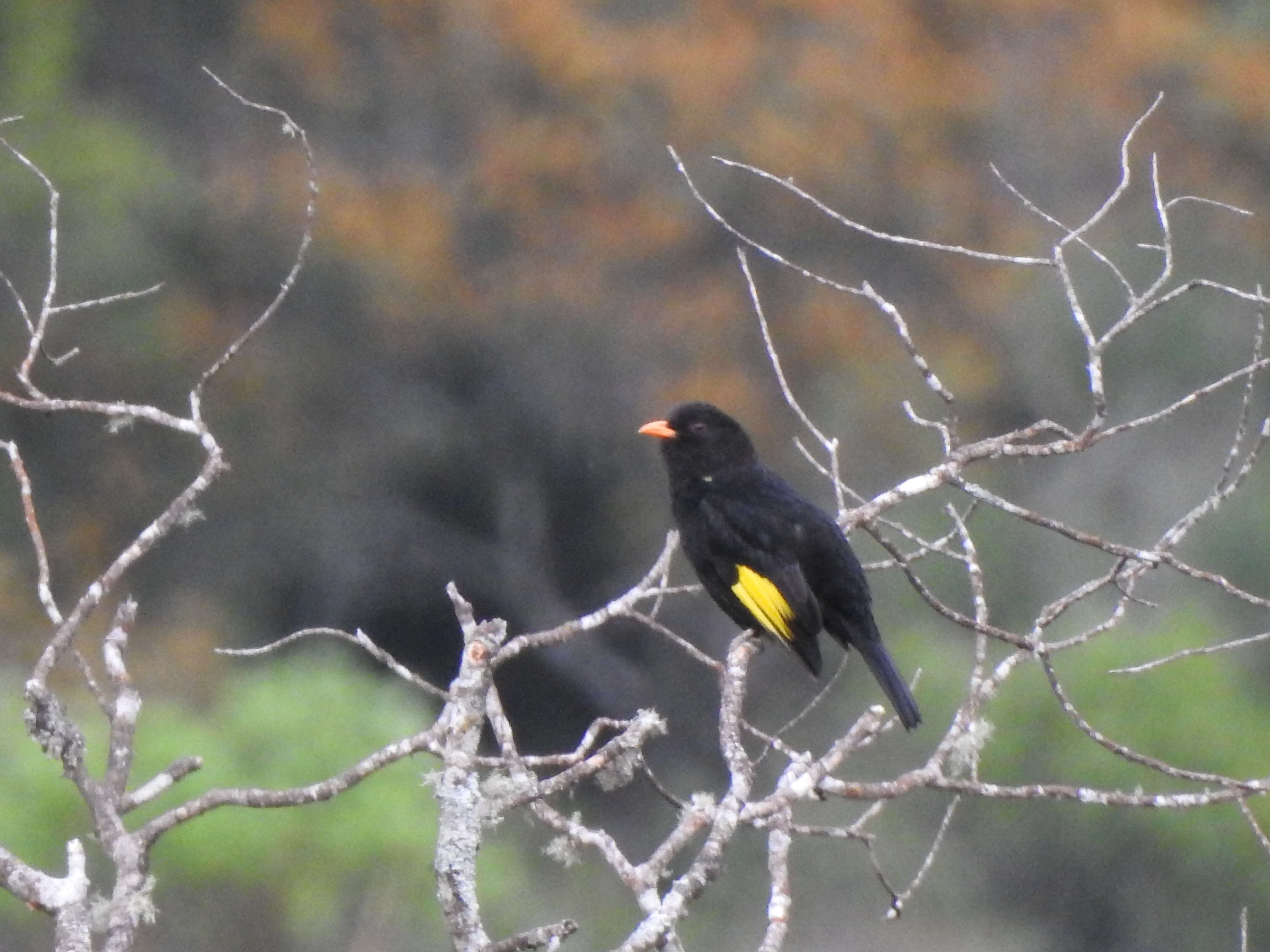 Image of Black-and-gold Cotinga