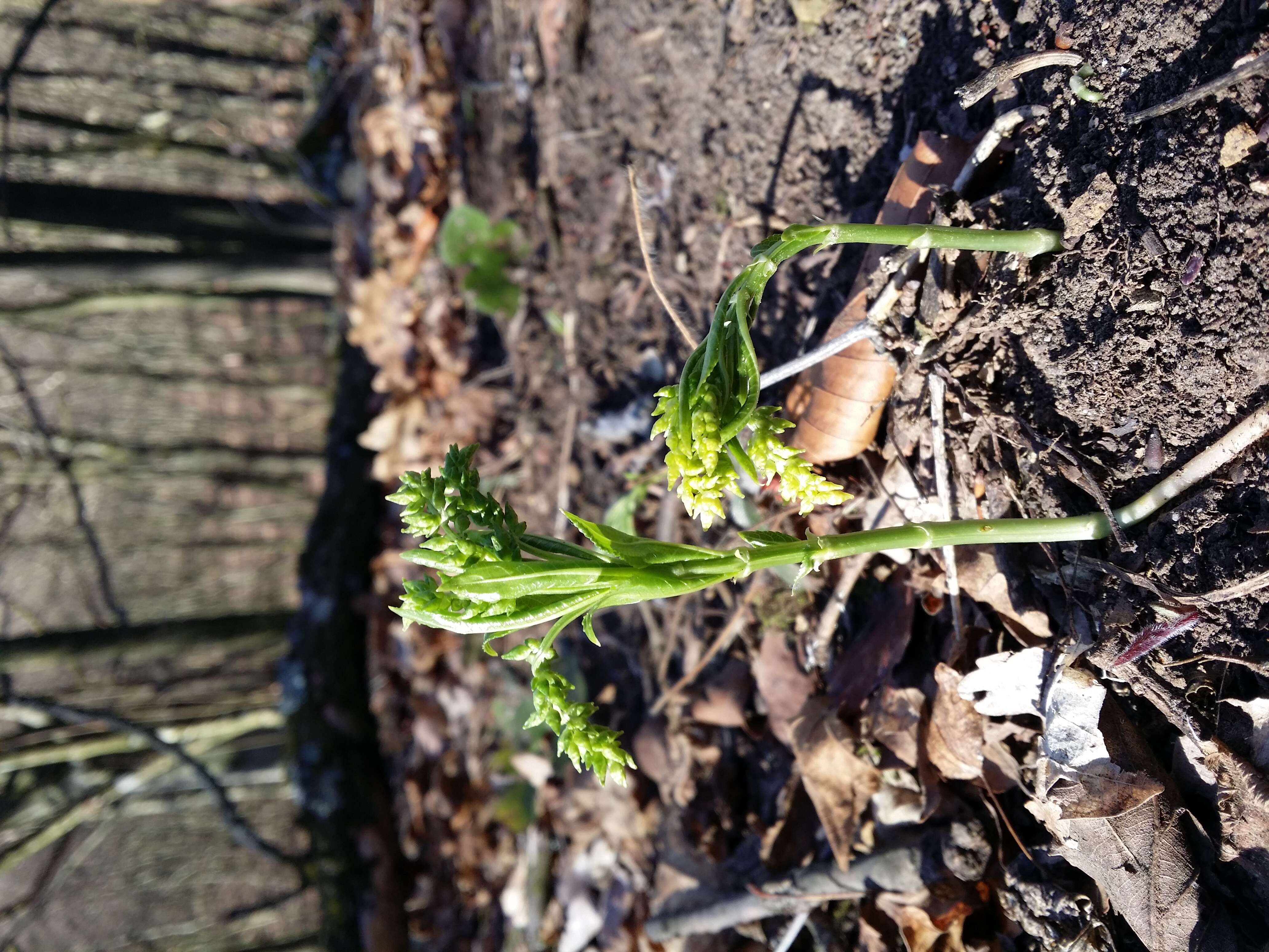 Image of dog's mercury