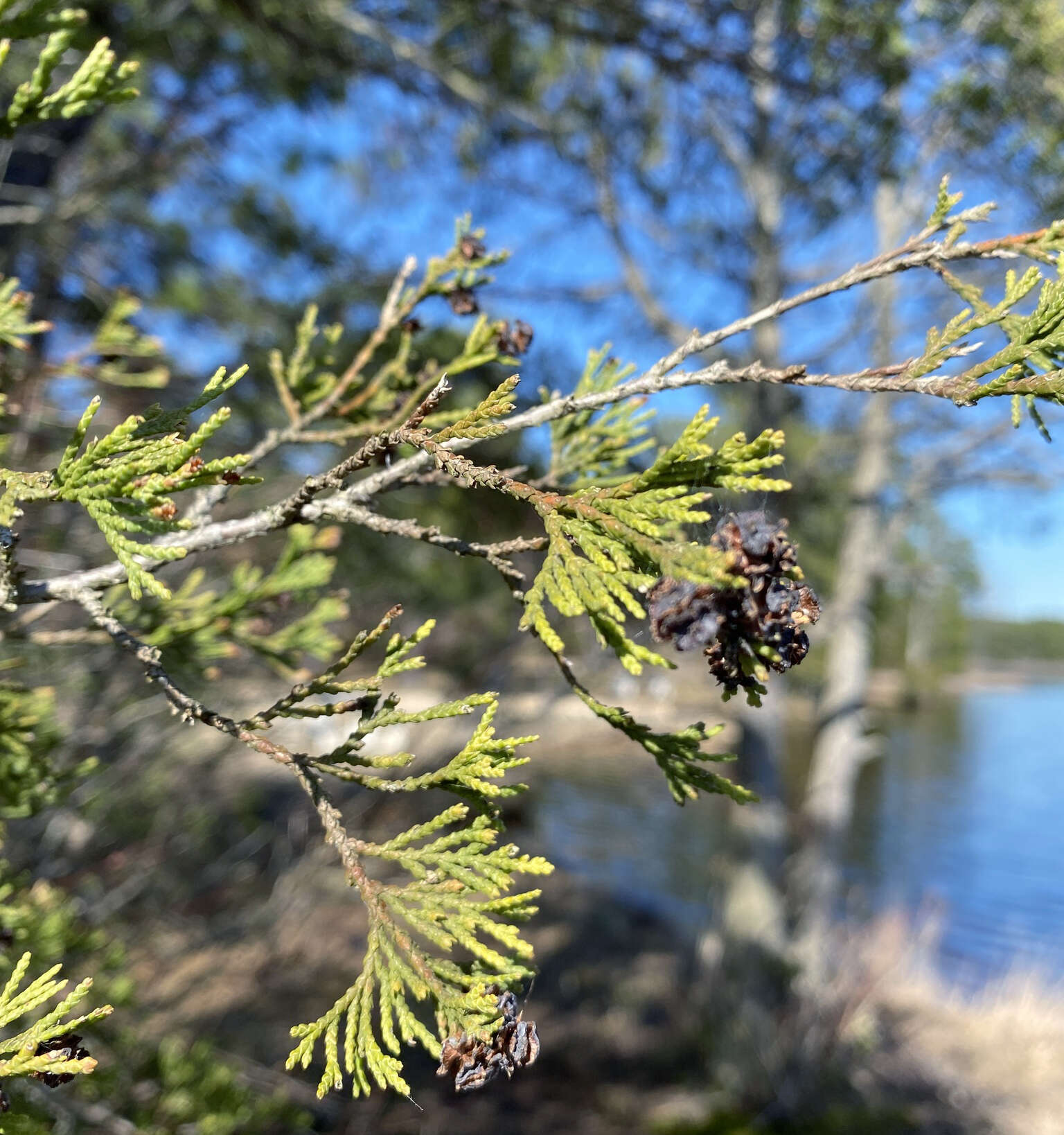 Image of Atlantic White Cedar