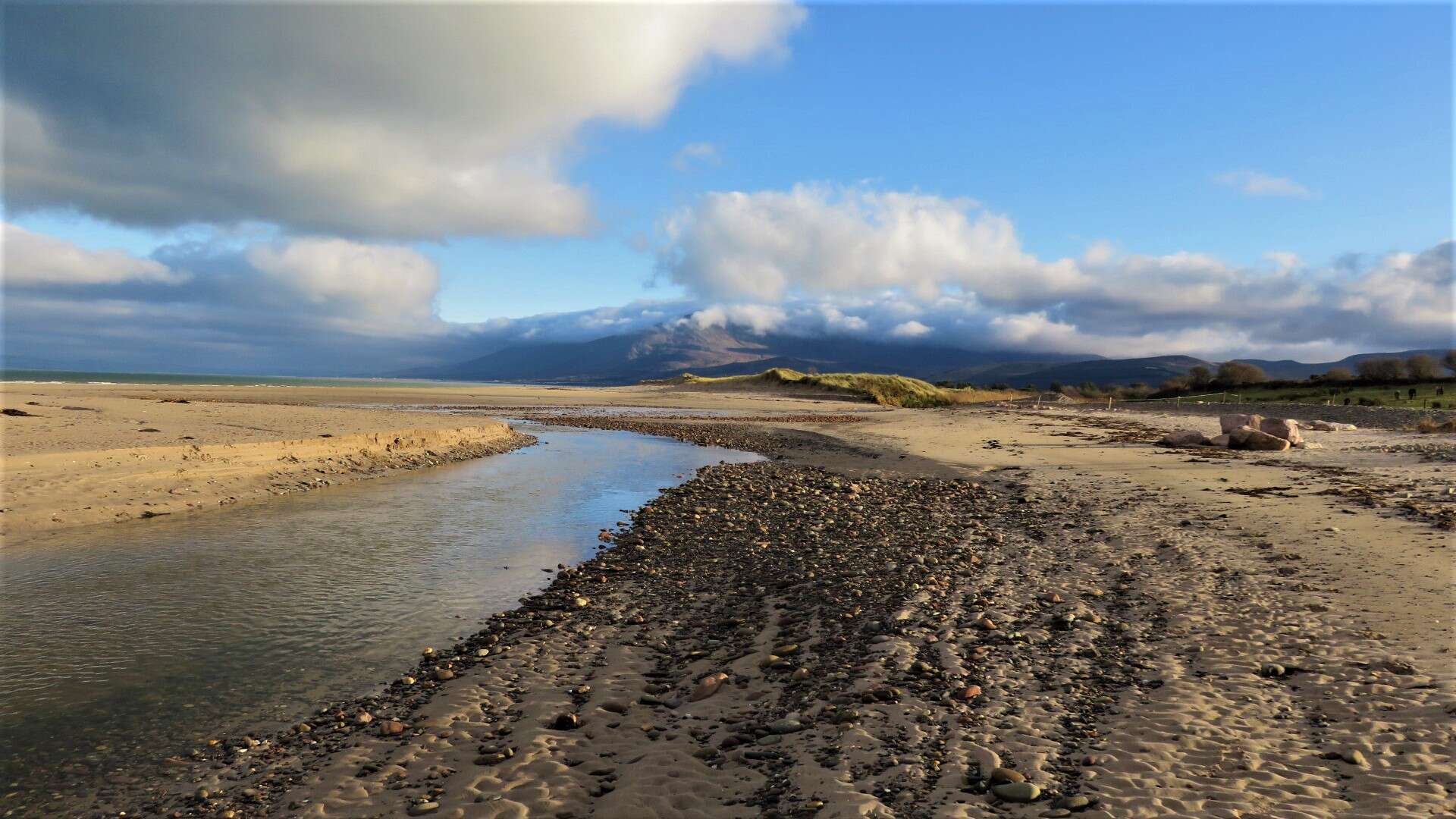 Image of European beachgrass