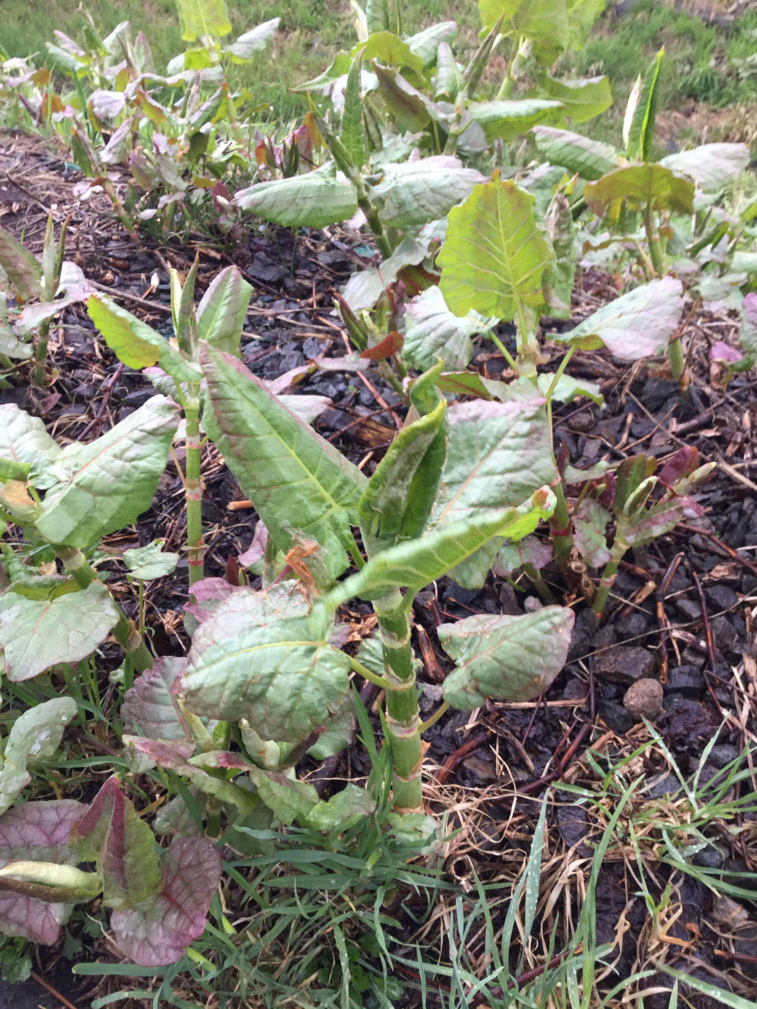 Image of Japanese Knotweed