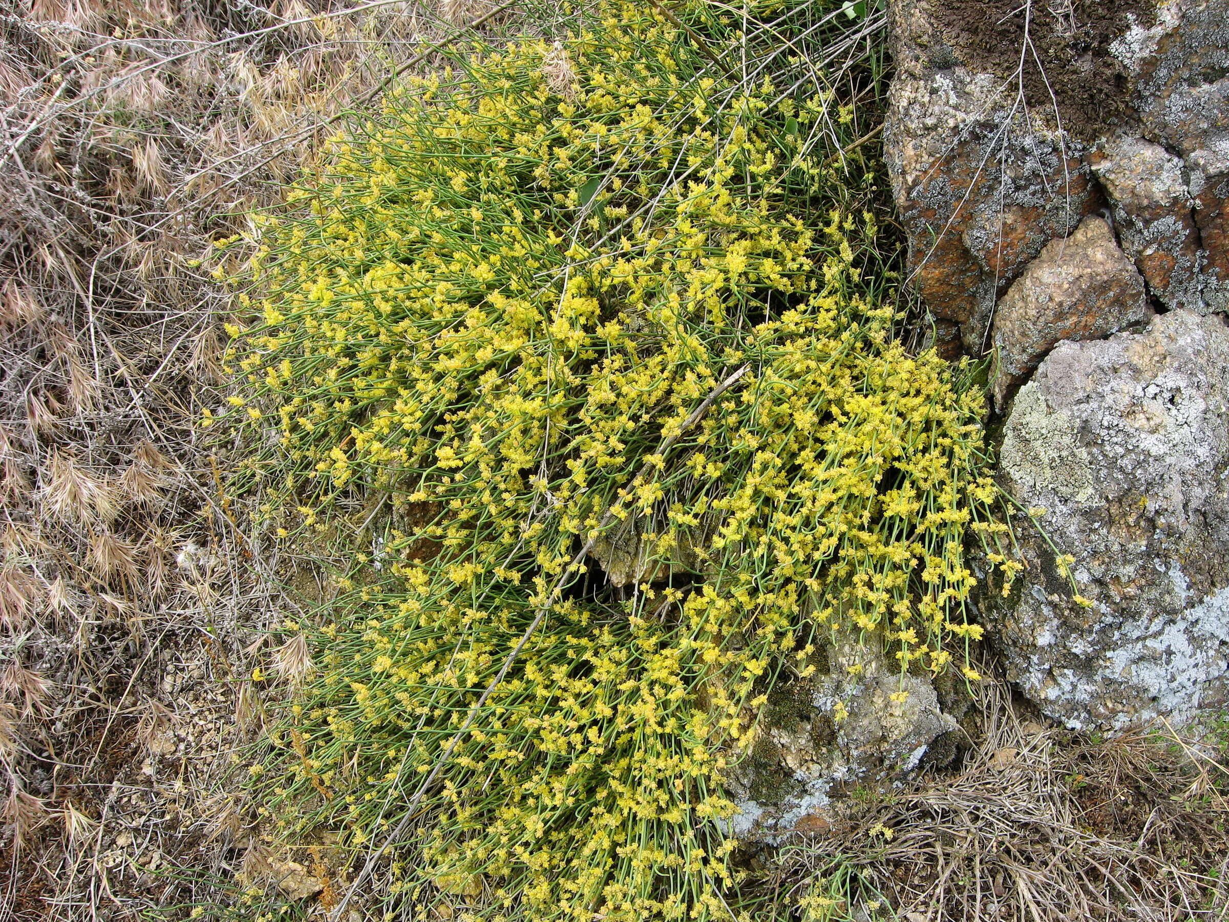 Image of Sea Grape