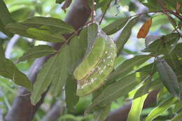 Image of Ashoka tree