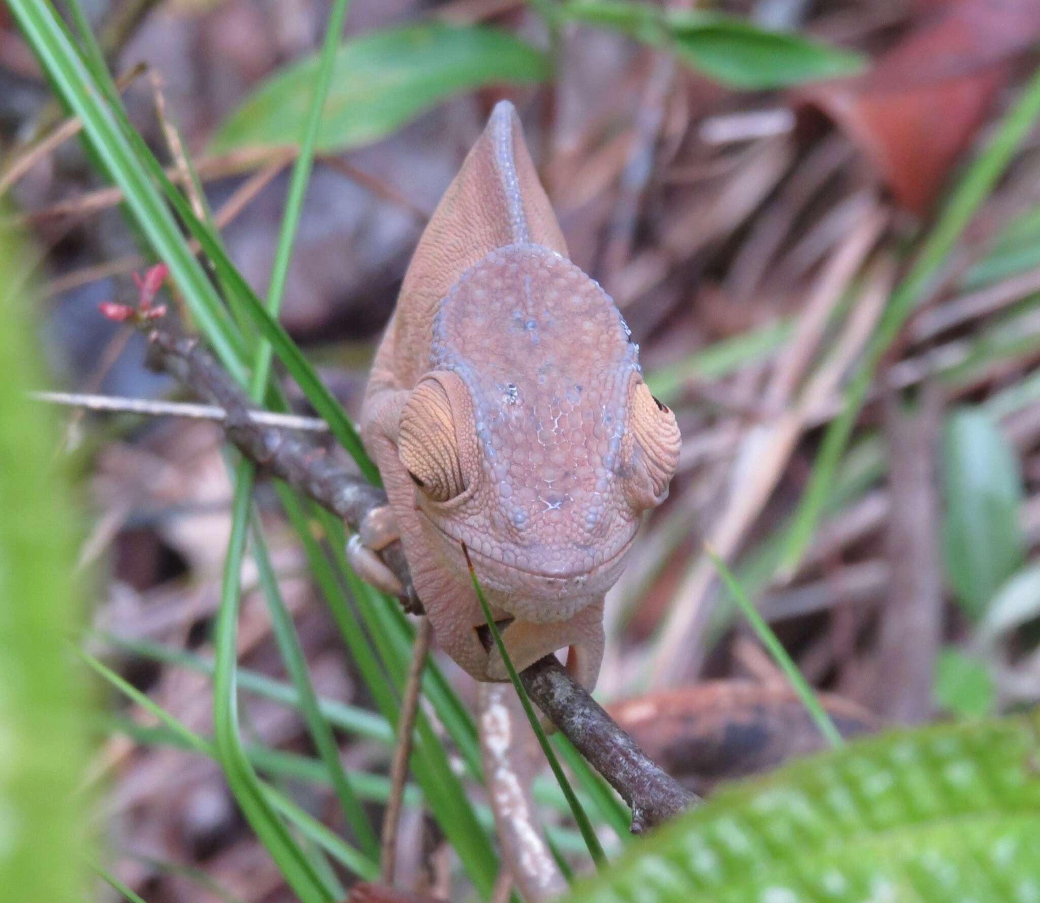 Image of Parson's Chameleon